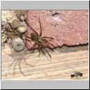 Tegenaria atrica - Grosse Winkelspinne 01 mit Osmia bicornis - Mauerbienenmaennchen.jpg